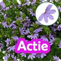 Bild von Scaevola P12 actie Blue